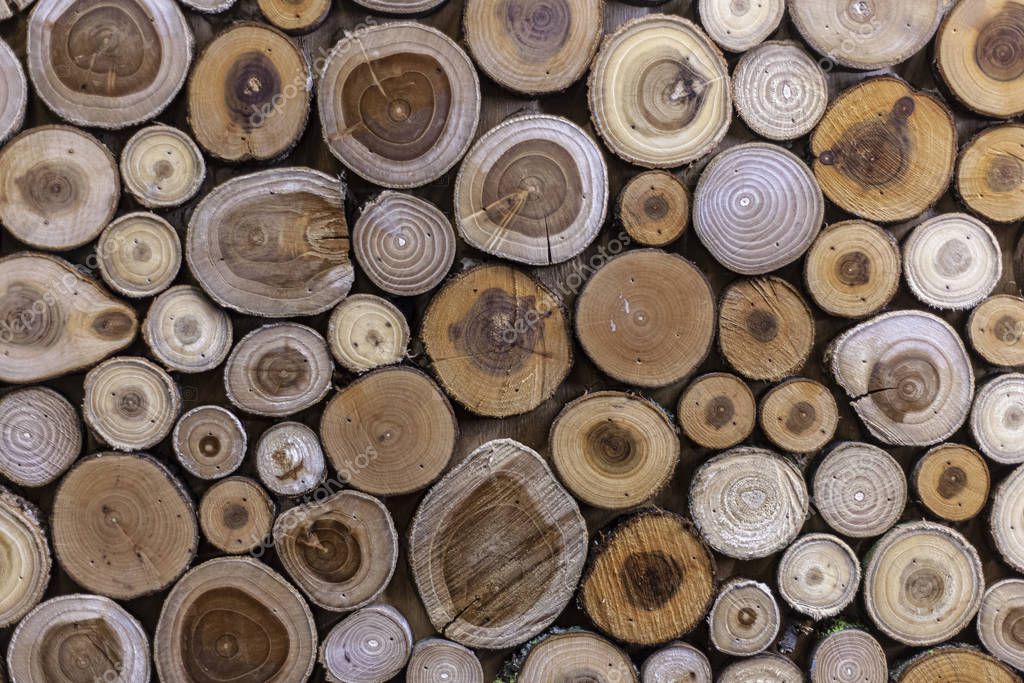 Campioni di essenze e pannelli in legno